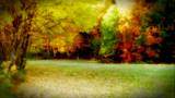 Fall Color Trees