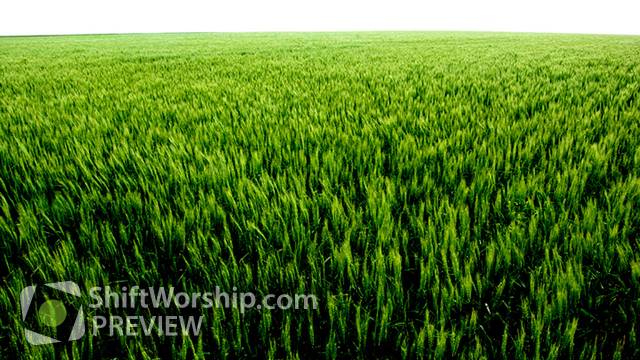Preview of Field Of Green