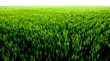 Field Of Green
