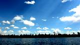 Horizon Forrest