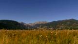 Mountain Meadow